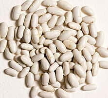 Bean - Phaseolus vulgaris